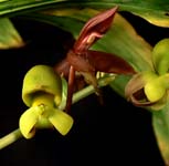 Ctsm callosum hermaphrdite and male